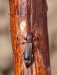 tesařík (Brouci), Gracilia minuta (Fabricius, 1781), Cerambycidae (Coleoptera)